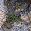 Heuchera-sp-lithophyte-Mt-Wilson-2009-08-05-IMG_3295.jpg