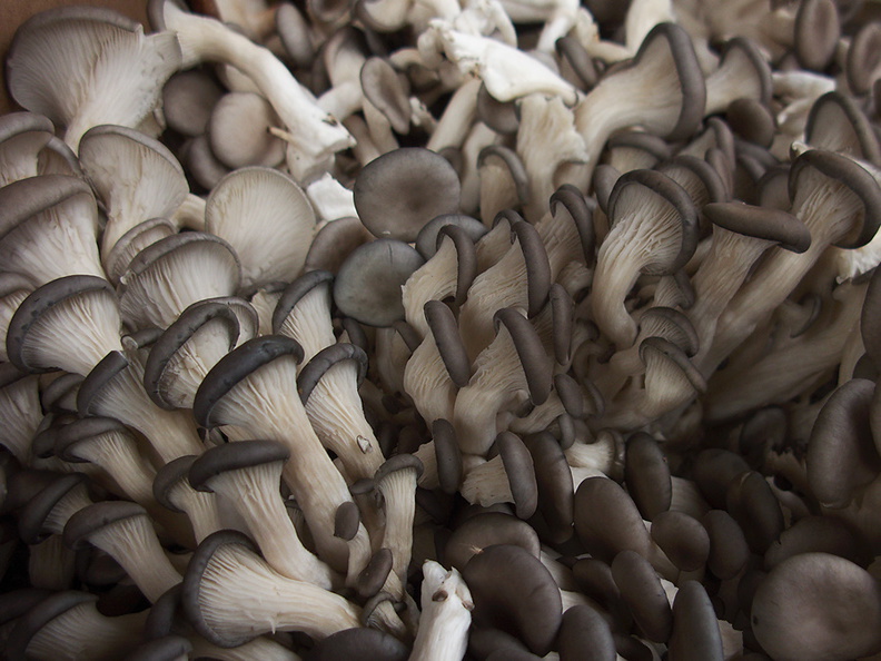 oyster-mushrooms-at-farmers-market-near-City-Hall-SF-2012-12-14-IMG_3063.jpg