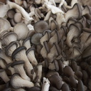 oyster-mushrooms-at-farmers-market-near-City-Hall-SF-2012-12-14-IMG 3063
