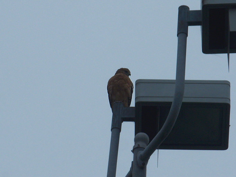 red-shouldered-hawk-on-lamppost-Buteo-lineatus-UC-Berkeley-Oxford-St-SF-2012-12-14-IMG 3059