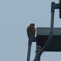 red-shouldered-hawk-on-lamppost-Buteo-lineatus-UC-Berkeley-Oxford-St-SF-2012-12-14-IMG_3059.jpg