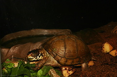 sf-aquarium-box-turtle-2006-06-29