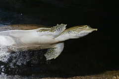 sf-aquarium-leatherback-turtle-2006-06-29