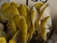 yellow-oyster-mushrooms-at-farmers-market-near-City-Hall-SF-2012-12-14-IMG 3066