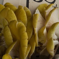 yellow-oyster-mushrooms-at-farmers-market-near-City-Hall-SF-2012-12-14-IMG_3066.jpg