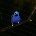 blue-bird-yellow-feet-san-diego-zoo-img 2703
