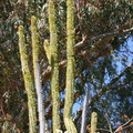 cactus-leafed-out-capistrano-img 2615