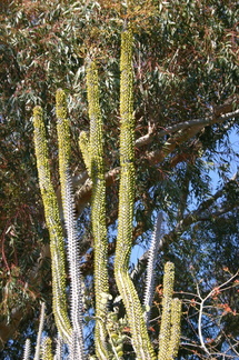 cactus-leafed-out-capistrano-img 2615