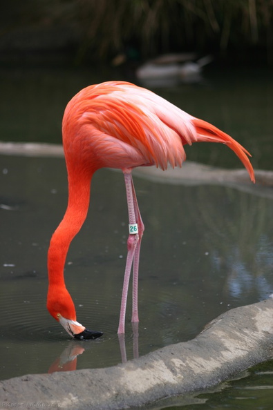 flamingo-SDzoo.jpg