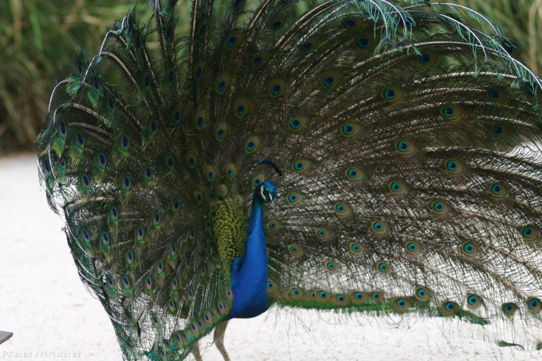 peacock-display-2-SDzoo