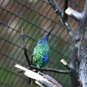 sparkling-violet-ear-hummingbird-img 2682-SDzoo