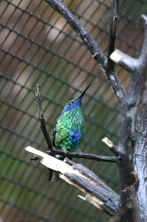 sparkling-violet-ear-hummingbird-img 2682-SDzoo