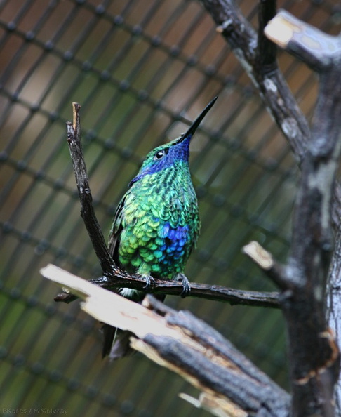 sparkling-violet-ear-hummingbird-img 2682