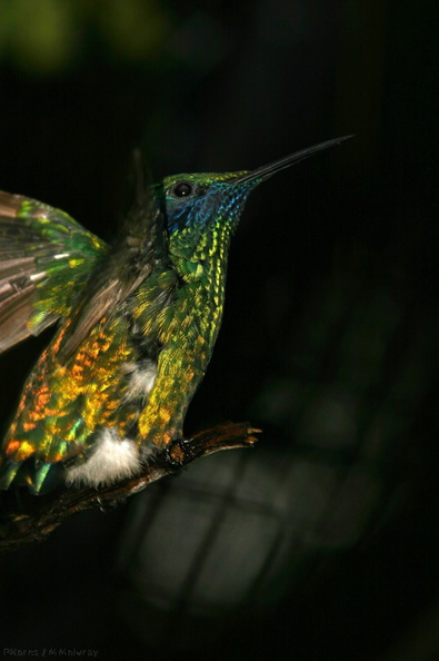 sparkling-violet-ear-hummingbird-img_2727-SDzoo.jpg