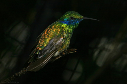 sparkling-violet-ear-hummingbird-img 2728-SDzoo