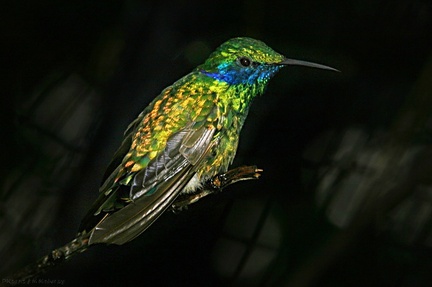 sparkling-violet-ear-hummingbird-img 2728