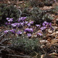 Arabis-pulchra-Boechera-pulchra-beautiful-rockcress-pebble-plain-rte18-Baldwin-Lake-Reserve-San-Bernardino-NF-2015-03-29-IMG 4786