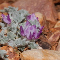 Astragalus-purshii-Purshs-milkvetch-pebble-plain-rte18-Baldwin-Lake-Reserve-San-Bernardino-NF-2015-03-29-IMG_0519.jpg