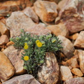 Erigeron-aphanactis-shaggy-fleabane-pebble-plain-rte18-Baldwin-Lake-Reserve-San-Bernardino-NF-2015-03-29-IMG_0530.jpg