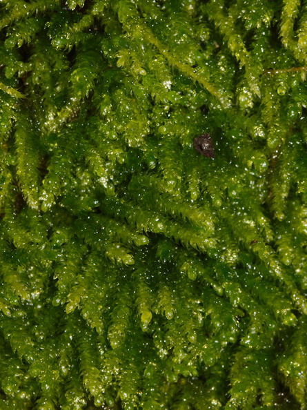 Isothecium-cristatum-moss-Finley-Cove-2016-03-20-IMG_3027.jpg
