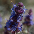 Salvia-dorrii-blue-desert-sage-N4-near-rte138-2015-03-30-IMG_0562.jpg