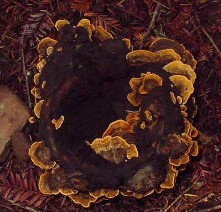 bracket-fungus-Henry-Cowell-SP-SoBeFree19-2014-03-31-IMG 3520