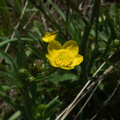 Caltha-palustris-marsh-marigold-vernal-pools-Santa-Rosa-Preserve-2011-03-16-IMG_7249.jpg