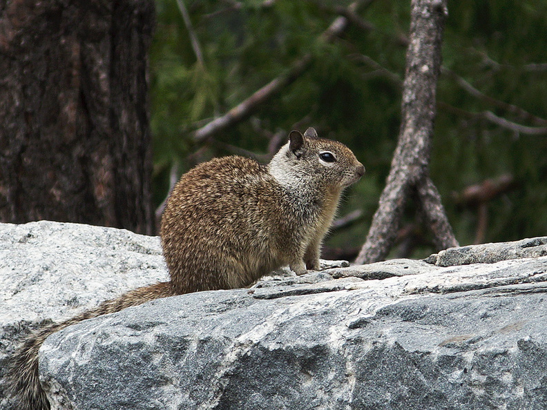 California-ground-squirrel-Spermophilus-beecheyi-at-Tunnel-View-Yosemite-2010-05-26-IMG_5897.jpg