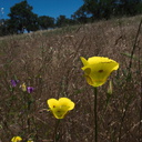 Calochortus-luteus-yellow-mariposa-lily-meadows-Hwy-120-W-of-Yosemite-2010-05-23-IMG 5518