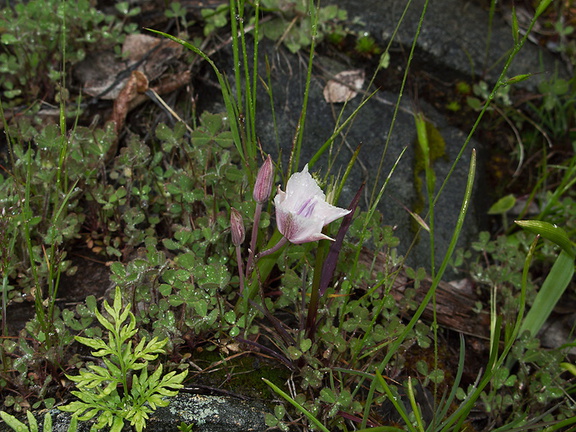 Calochortus-minimus-sierra-mariposa-lily-at-seep-near-Tunnel-View-Yosemite-2010-05-26-IMG 5874