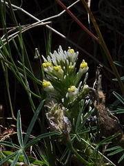 Castilleja-lineariloba-thin-lobed-owls-clover-meadows-Hwy-120-W-of-Yosemite-2010-05-23-IMG 5534