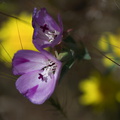 Clarkia-williamsonii-Fort-Miller-fairyfan-meadows-Hwy-120-W-of-Yosemite-2010-05-23-IMG_0789.jpg