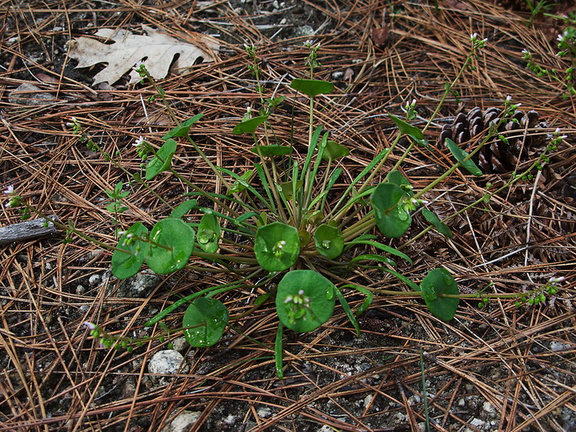 Claytonia-parviflora-miners-lettuce-Mirror-Lake-area-Yosemite-2010-05-26-IMG 5784