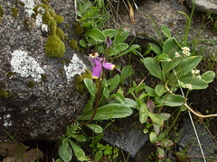 Dodecatheon-clevelandii-Padres-shooting-star-at-seep-near-Tunnel-View-Yosemite-2010-05-26-IMG 5846