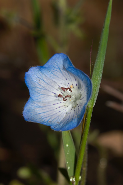 Nemophila-menziesii-baby-blue-eyes-Hwy-42-Yosemite-2010-05-27-IMG_1041.jpg