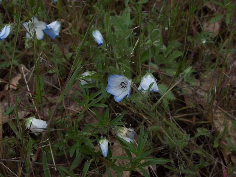 Nemophila-menziesii-baby-blue-eyes-in-meadow-Hwy41-leaving-Yosemite-2010-05-27-IMG_5910.jpg