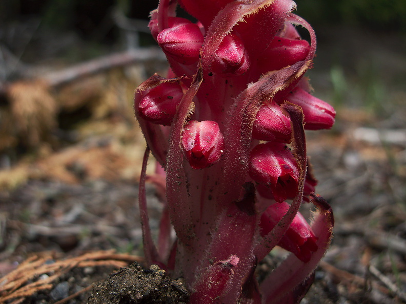 Sarcodes-sanguinea-snowplant-Hwy-41-leaving-Yosemite-2010-05-27-IMG 5938