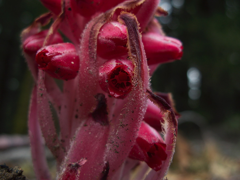 Sarcodes-sanguinea-snowplant-Hwy-41-leaving-Yosemite-2010-05-27-IMG_5947.jpg