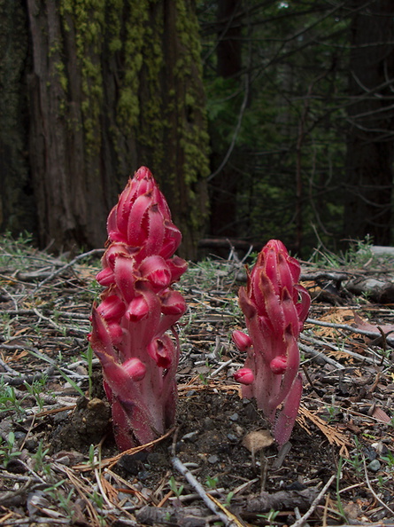 Sarcodes-sanguinea-snowplant-Hwy-41-leaving-Yosemite-2010-05-27-IMG_5951.jpg