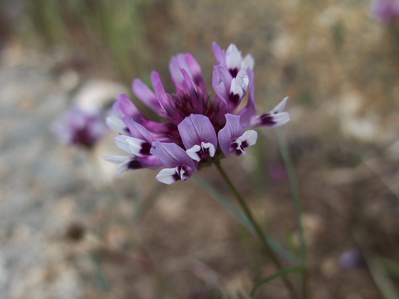Trifolium-variegatum-white-tipped-clover-W-Yosemite-2010-05-23-IMG_5574.jpg