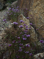 Trifolium-variegatum-white-tipped-clover-W-Yosemite-2010-05-23-IMG 5577