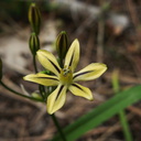 Triteleia-ixioides-golden-brodiaea-Yosemite-Valley-2010-05-25-IMG 5732