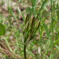 Triteleia-ixioides-golden-brodiaea-buds-Yosemite-Valley-2010-05-25-IMG_5723.jpg