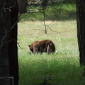 black-bear-and-two-cubs-Yosemite-2010-05-23-IMG_5594.jpg
