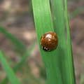 ladybug-ten-spotted-Yosemite-Valley-2010-05-25-IMG_5733.jpg