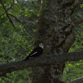 white-headed-woodpecker-streamside-Yosemite-2010-05-24-IMG_5662.jpg