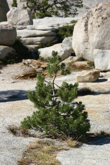 white-pine-in-rock-crevices-2007-08-05-img 4289