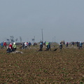 agricultural-workers-pulling-up-plastic-sheeting-from-strawberry-field-2012-07-11-IMG_2211.jpg