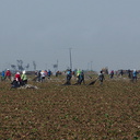agricultural-workers-pulling-up-plastic-sheeting-from-strawberry-field-2012-07-11-IMG 2211
