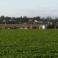 celery-harvesters-Oxnard-2010-12-29-IMG_6840.jpg
